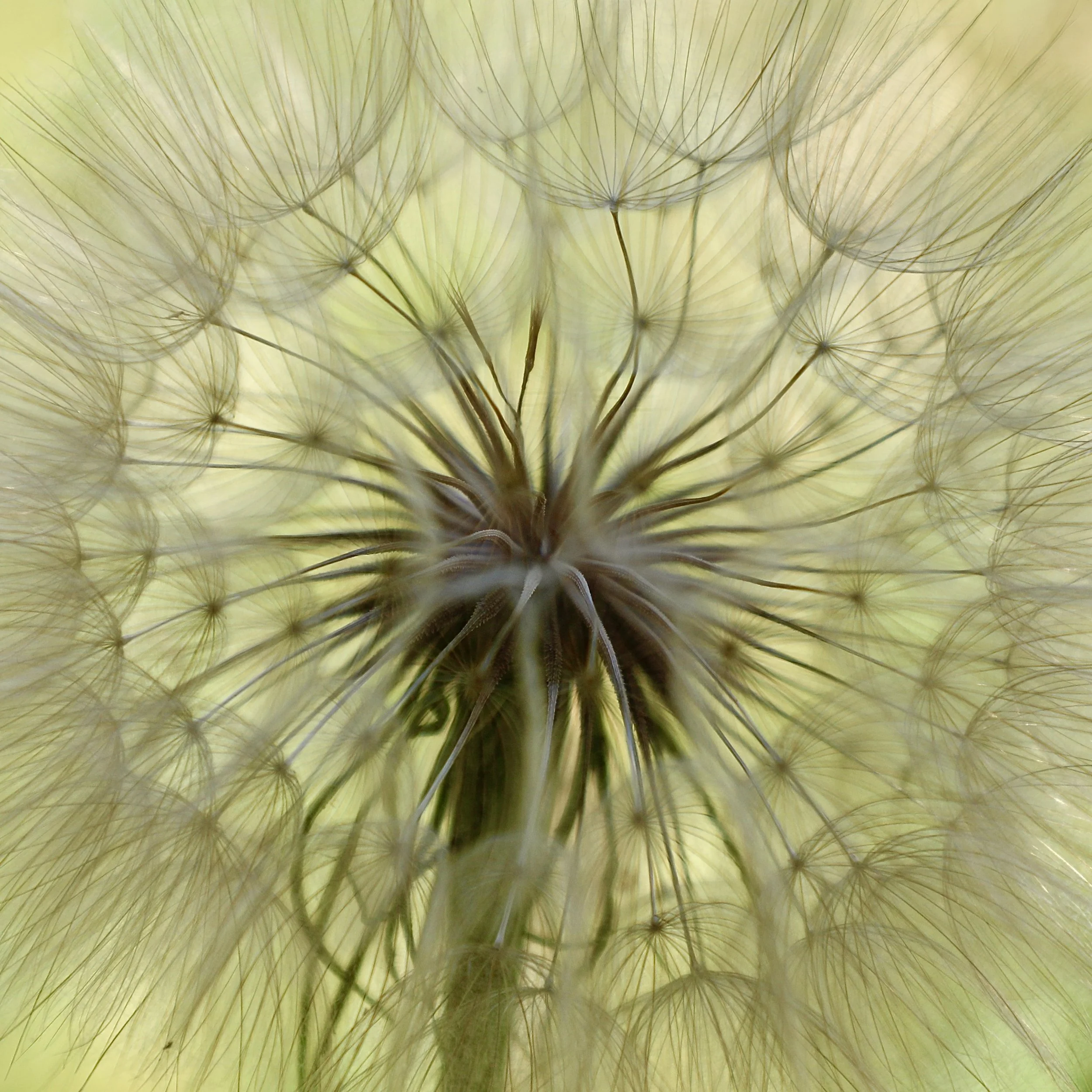 16Sonora Dandelion.JPG