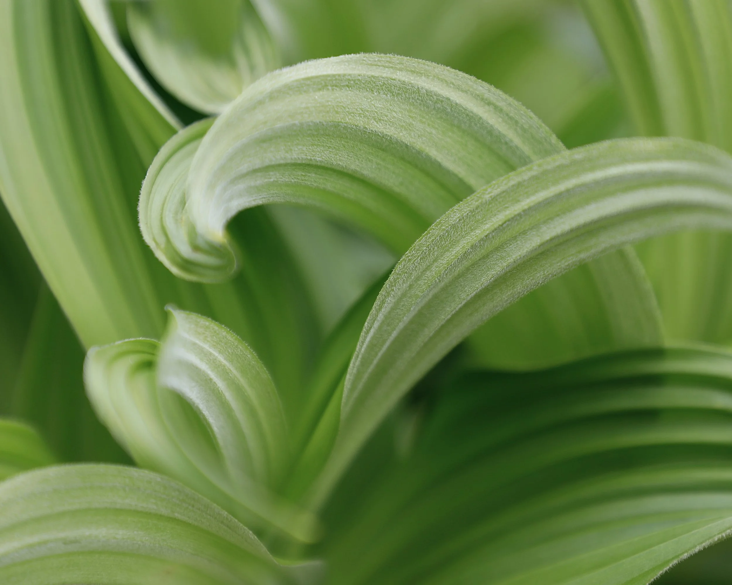 25 Mt.Rainier Lilly.JPG