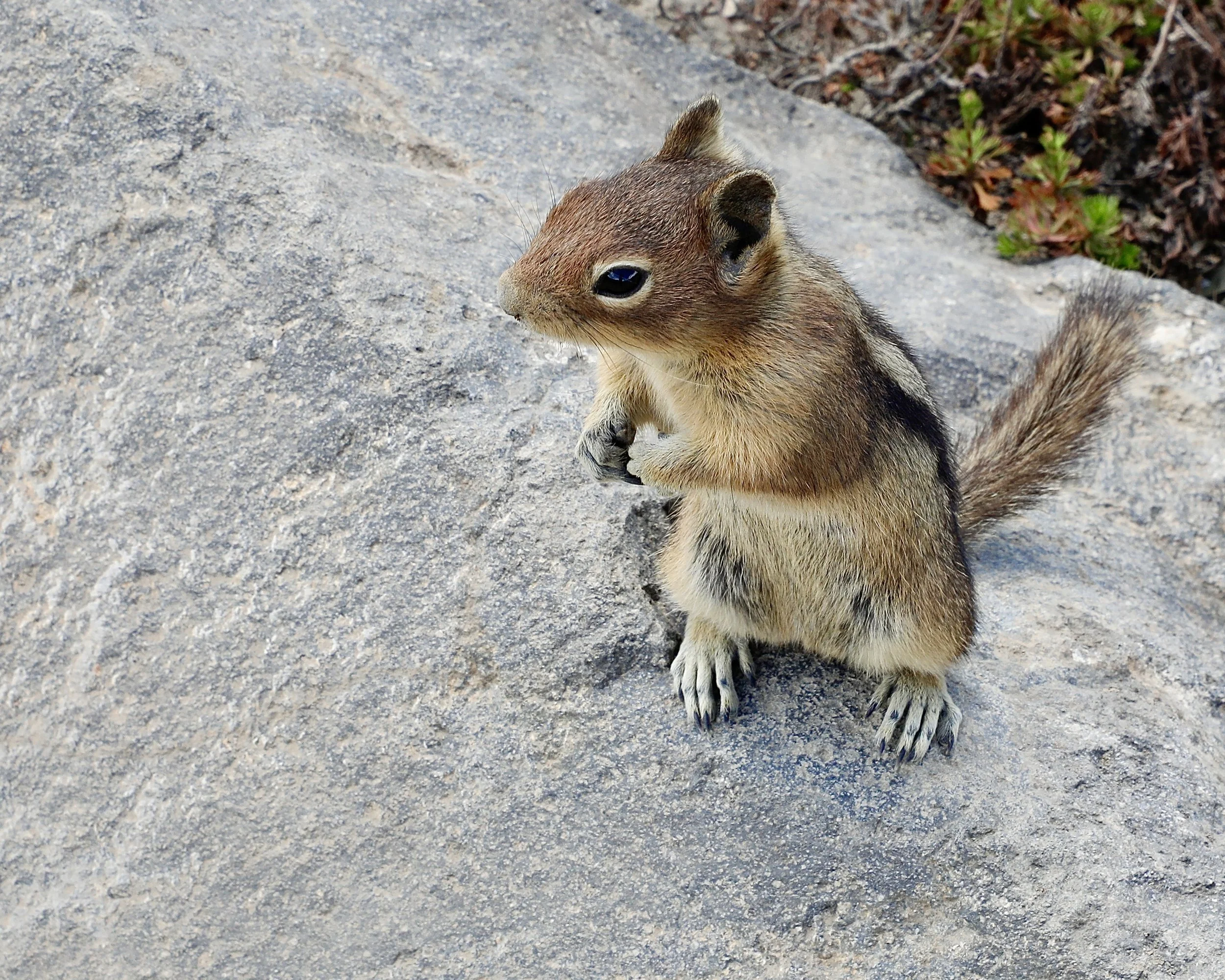 26 Rainier Chipmonk.JPG