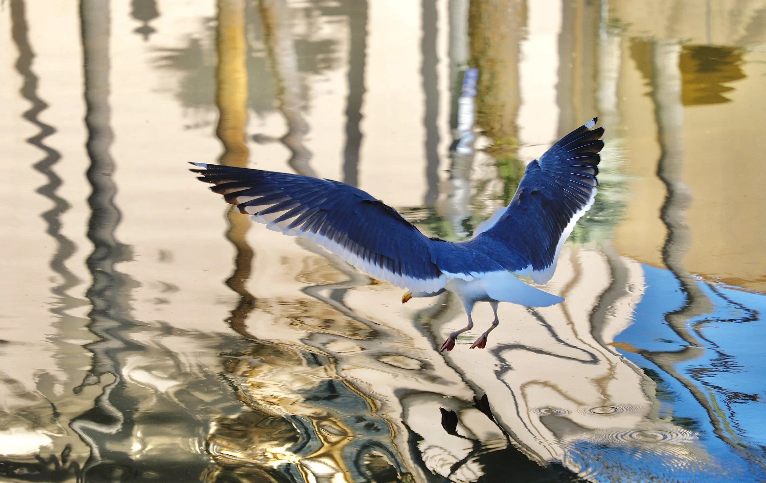 San Diego Sea Gull.JPG