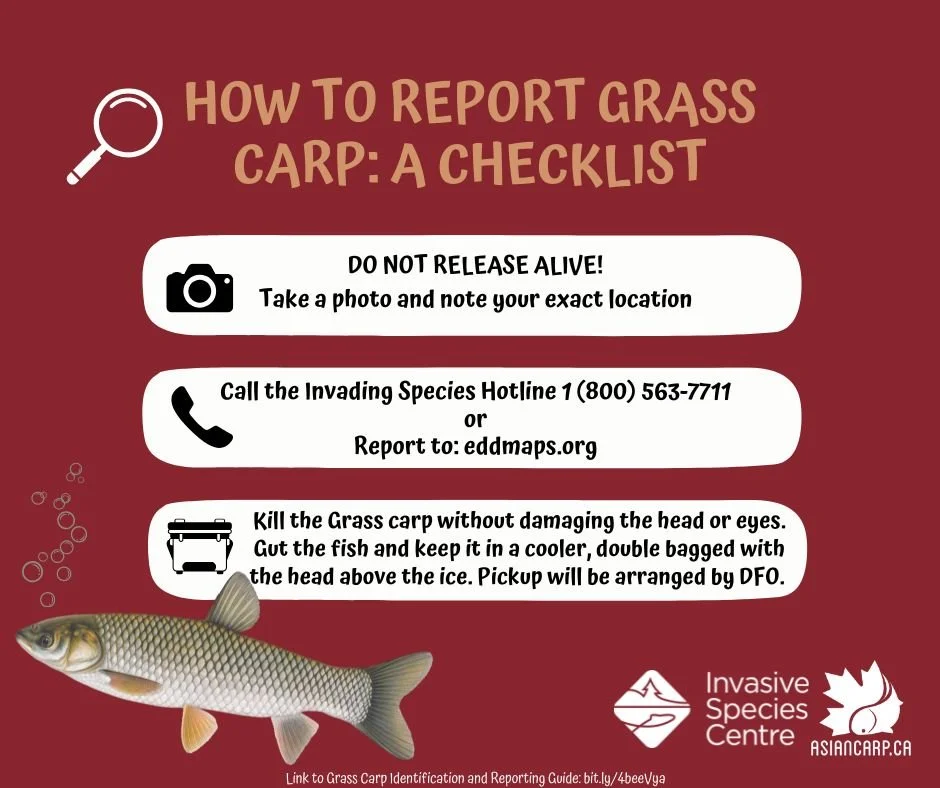 3 Ways You Can Help Stop the Spread of Grass Carp into the Canadian ...