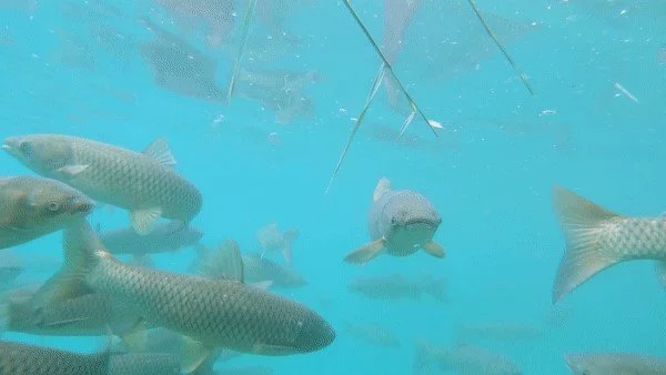 A Brief History of Asian Carps 