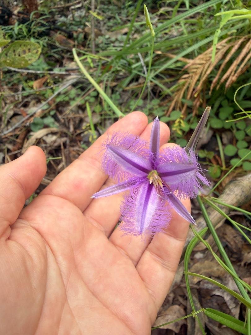 Fringed violet hand.jpg