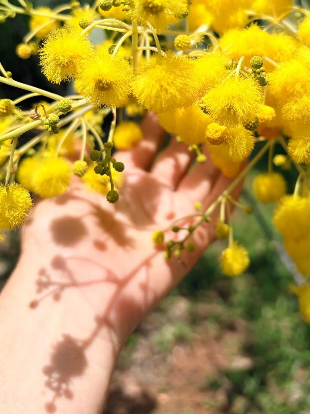 Wattle hand.jpg