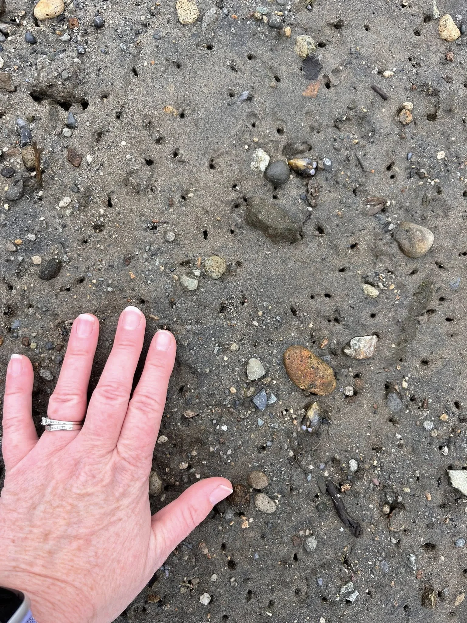 Corbicula2-M Archer 23 Aug 2025.jpg