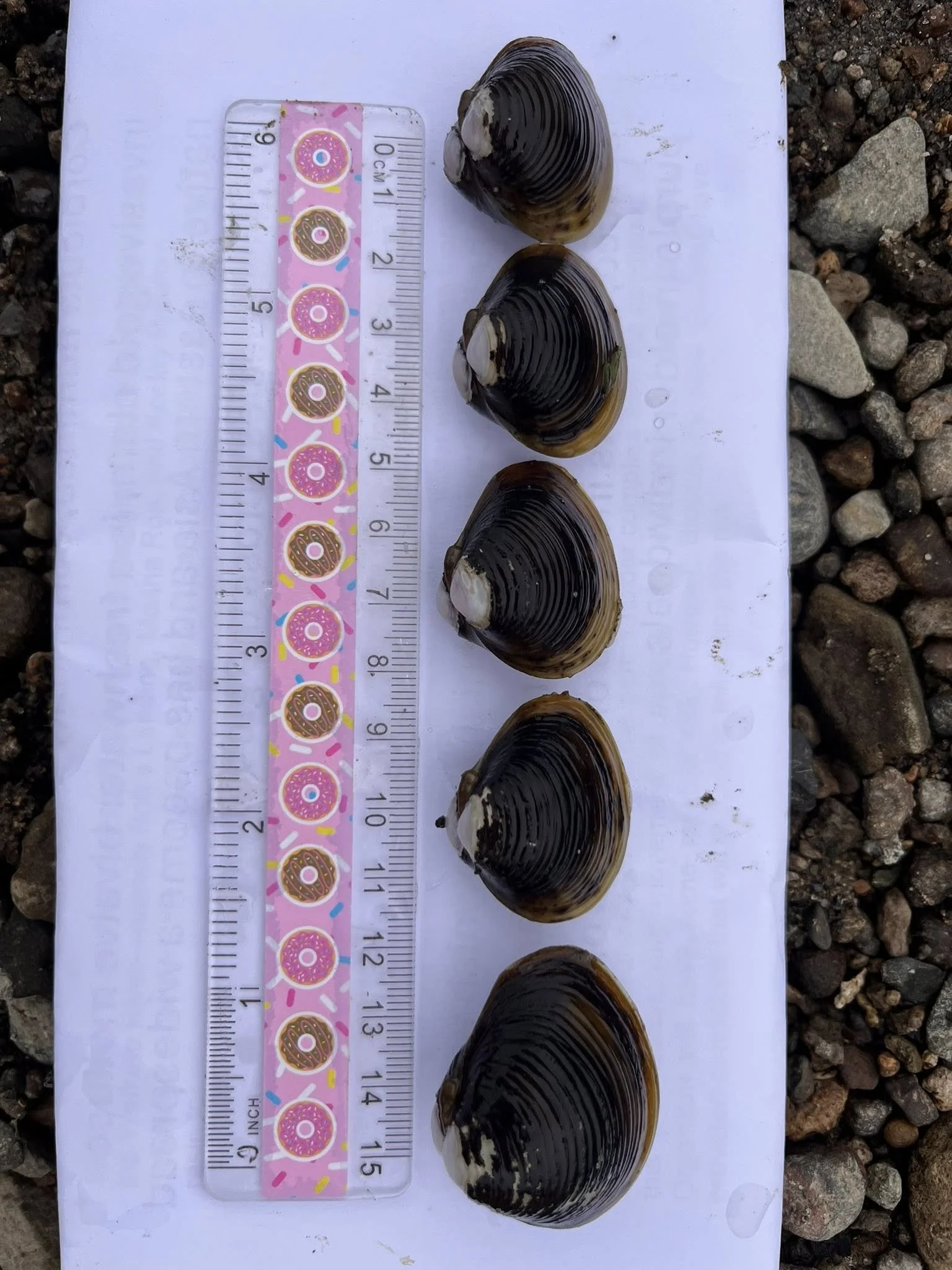 Corbicula3-M Archer 23 Aug 2025.jpg