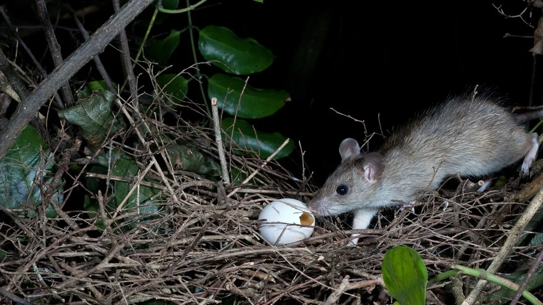 Rats and mice 