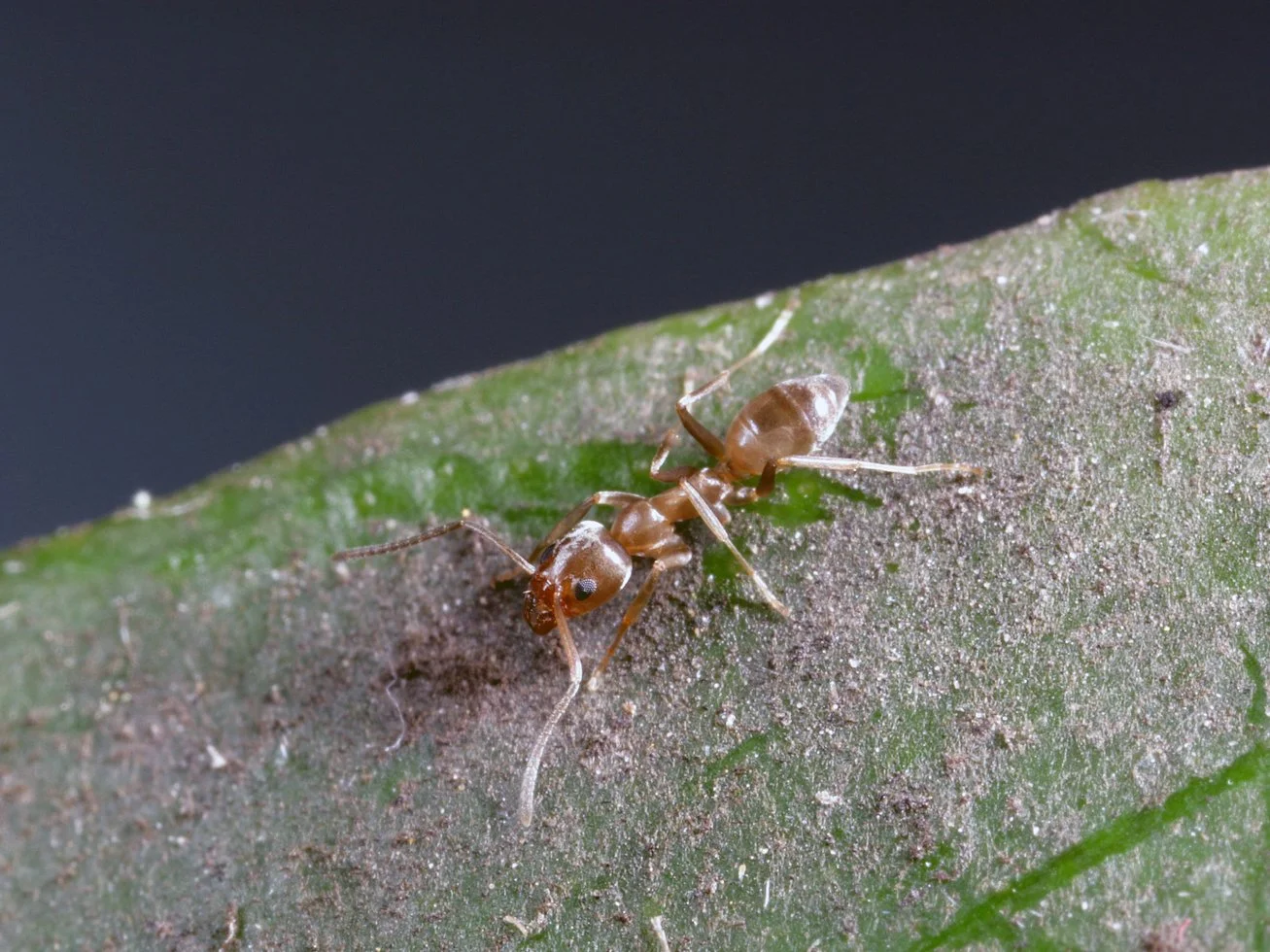 Argentine ants