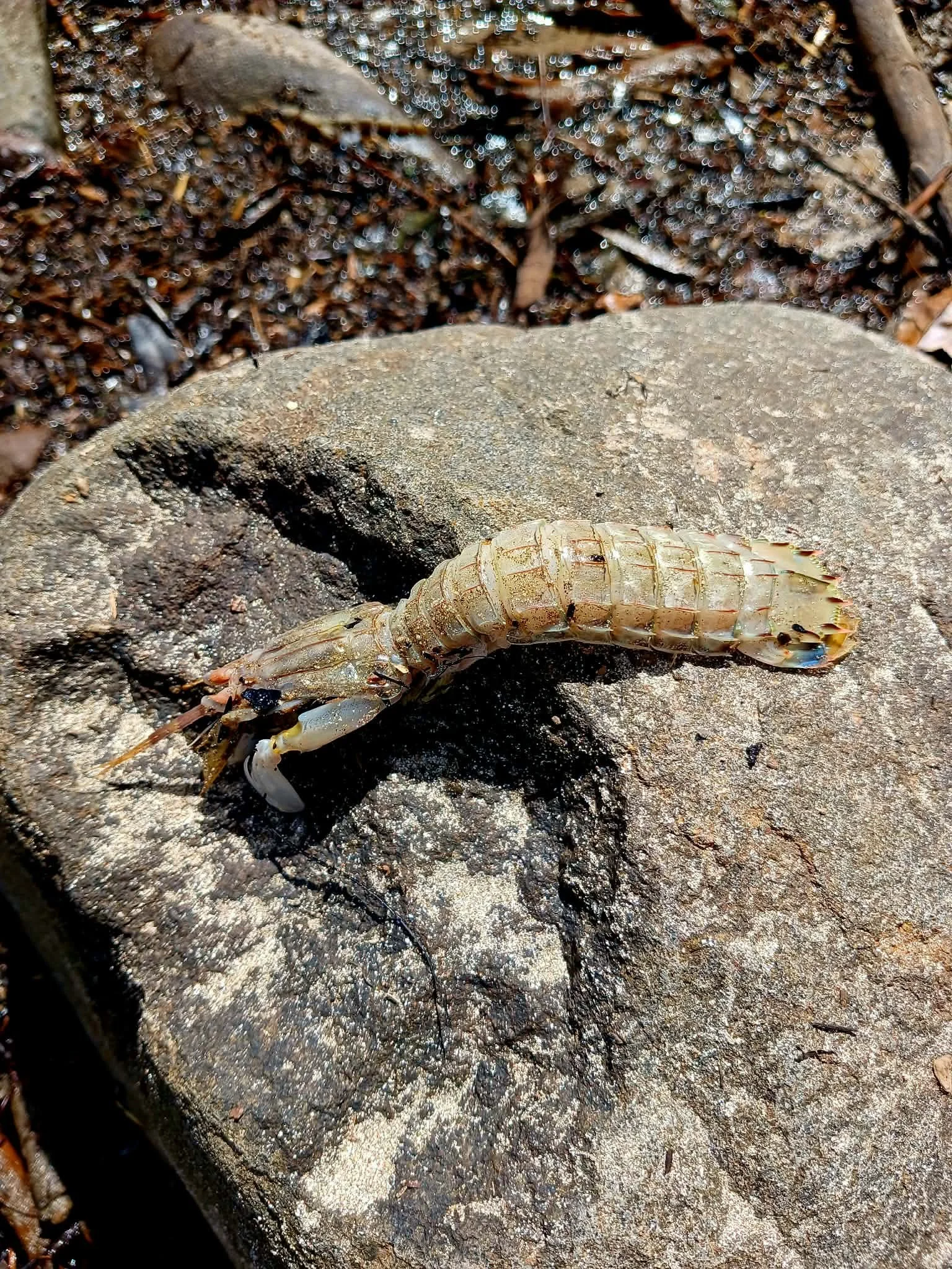 Thumb splitting shrimps spotted in storm wash up — Clean Below? Good to go.