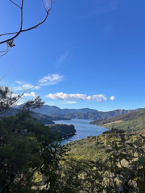 Poor quality clean blamed for Marlborough Sounds fanworm scare