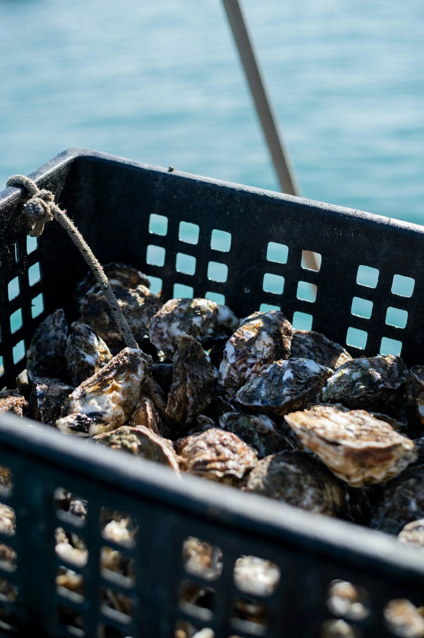 Lessons learned from a 10-year marine biosecurity response&nbsp;