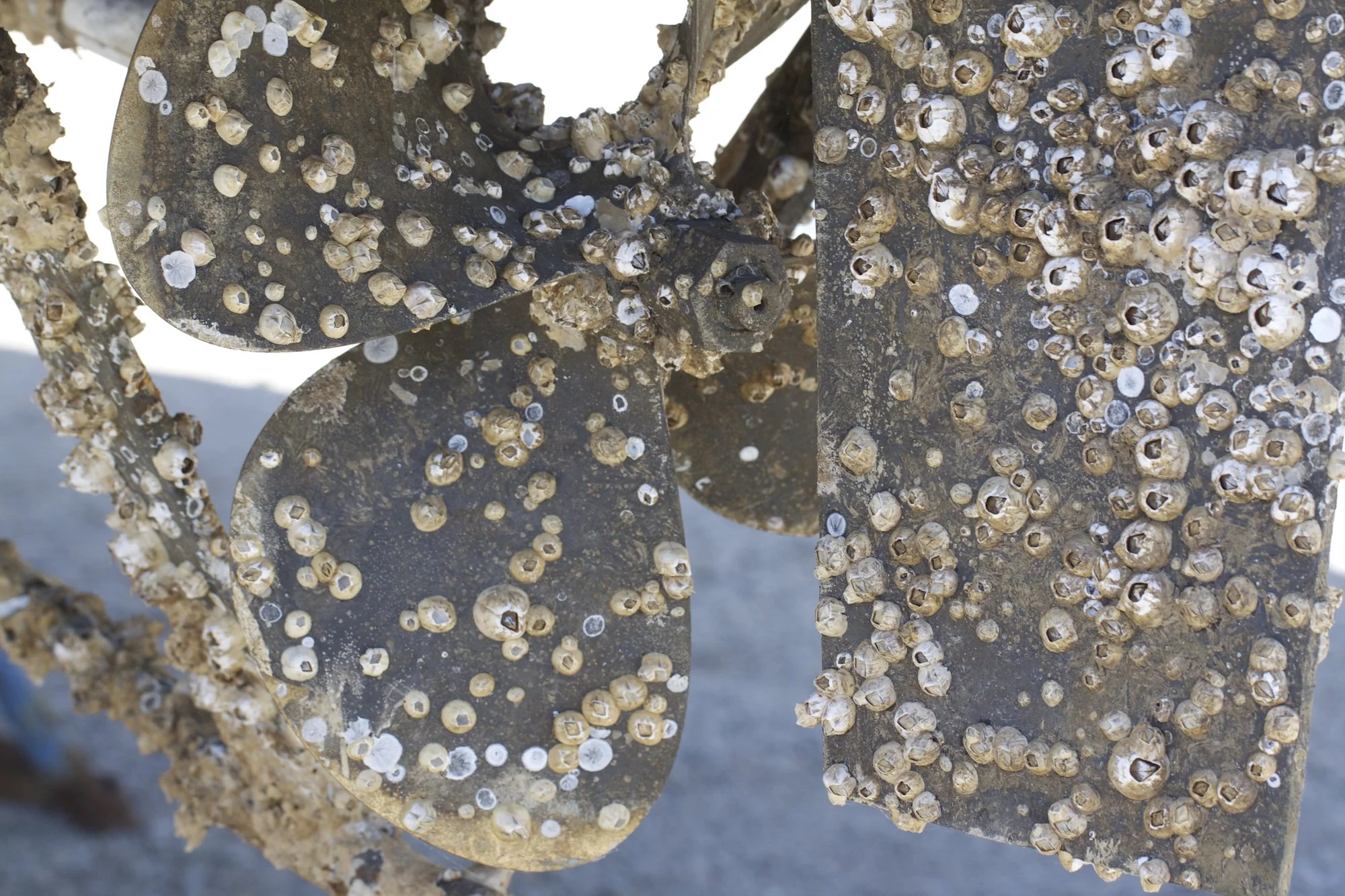 Barnacles-on-propeller-and-rudder-612411850_4752x3168 copy.jpg