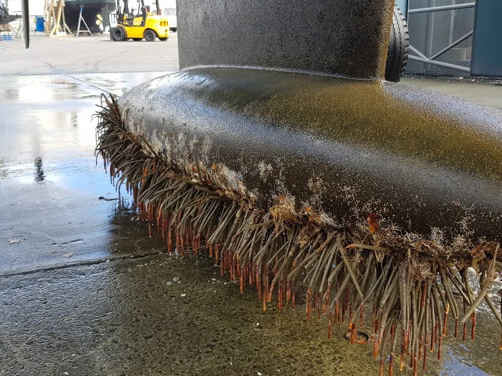 Yacht Fugitive - Fan Worm x 1.jpg