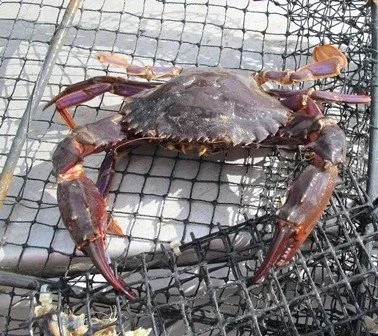 Charybdis japonica. Credit S.Wilkens NIWA.jpg
