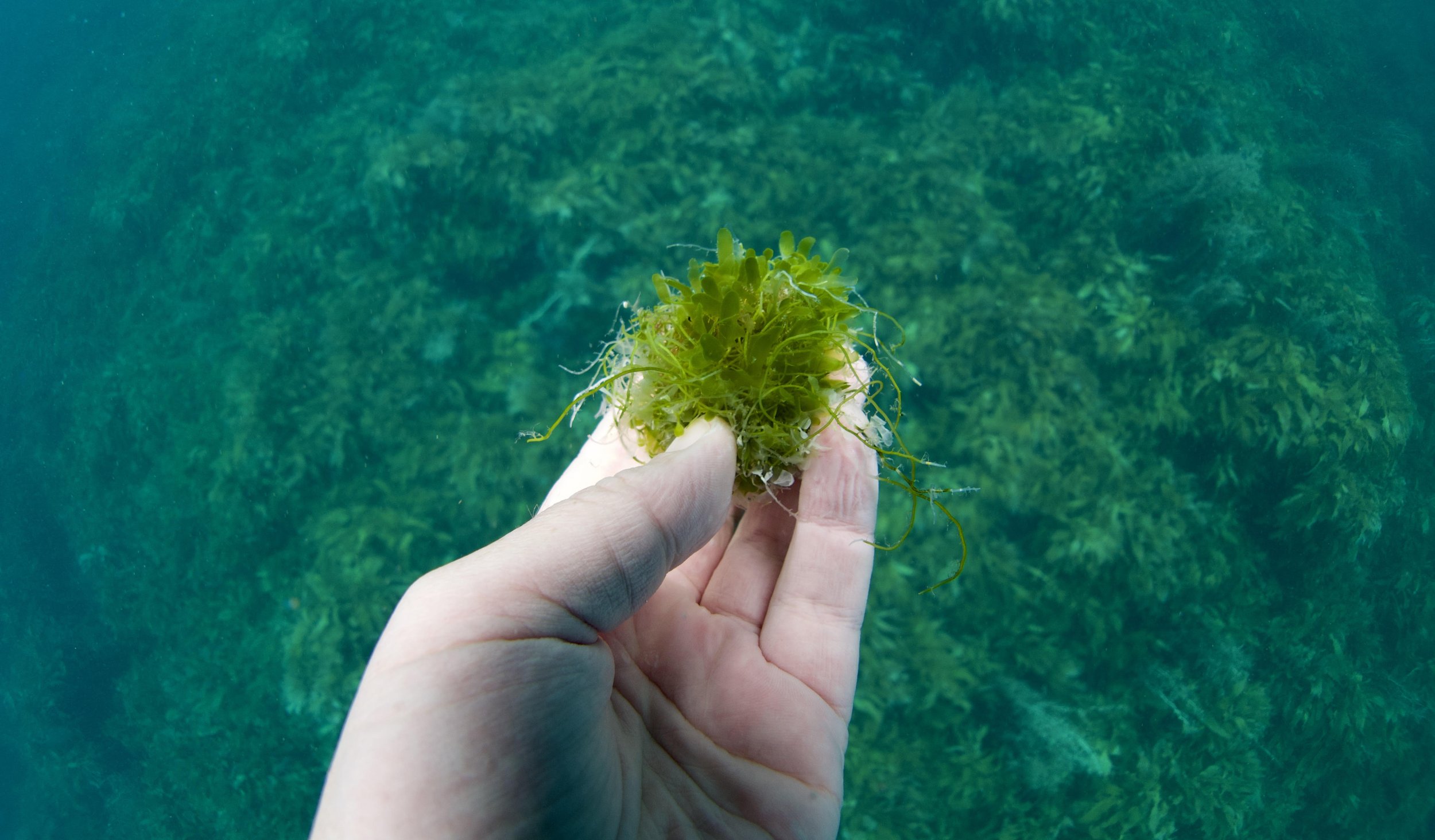 Cuvier Island 1-Feb-2024 exotic caulerpa no2.jpg