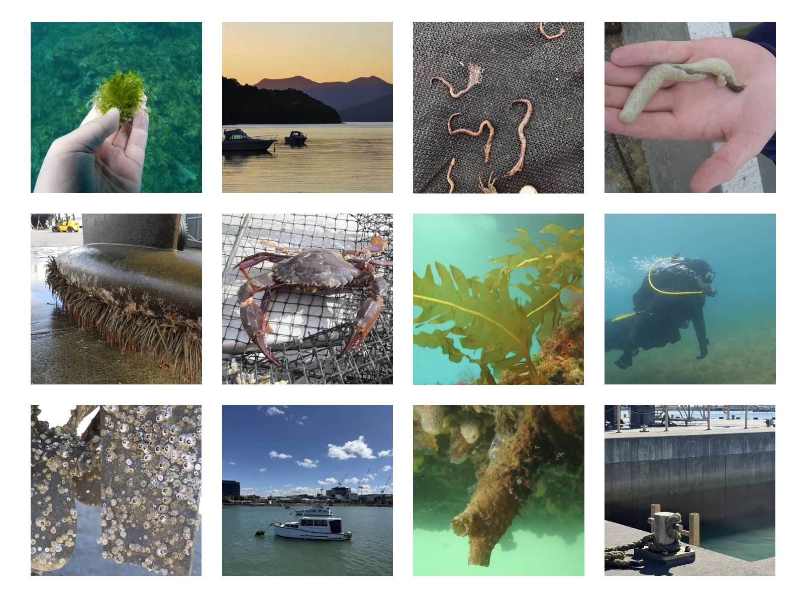 Marine Pest ID Webinar 