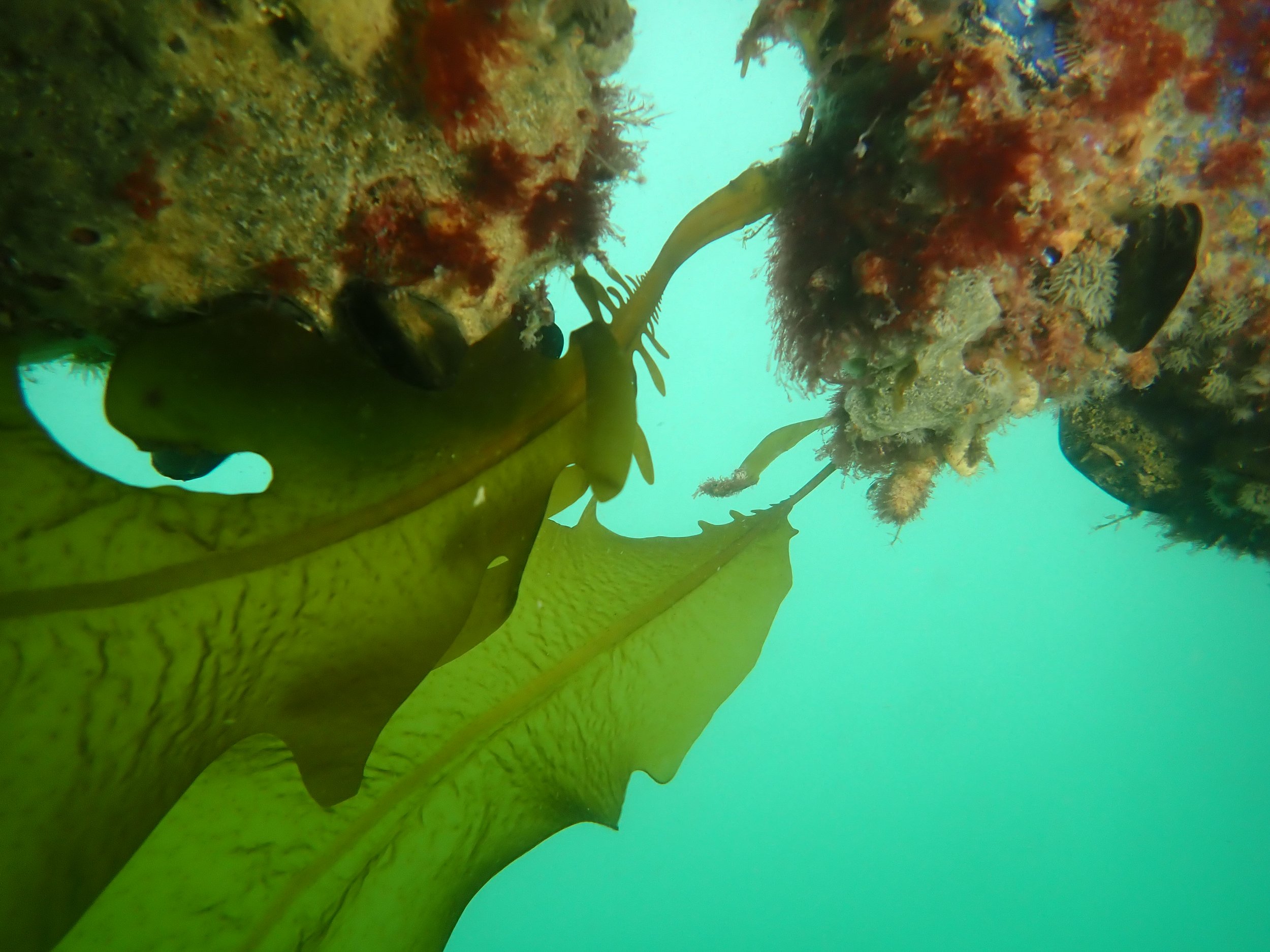 Asian kelp (undaria)