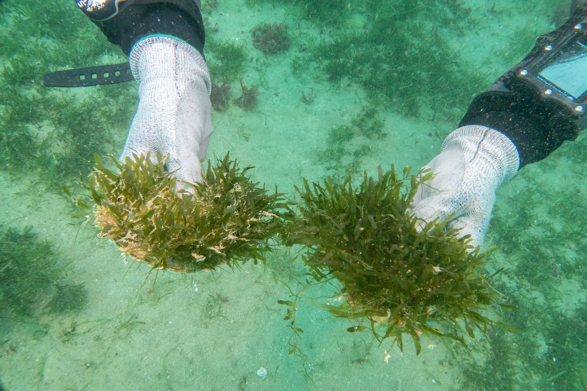 Exotic caulerpa