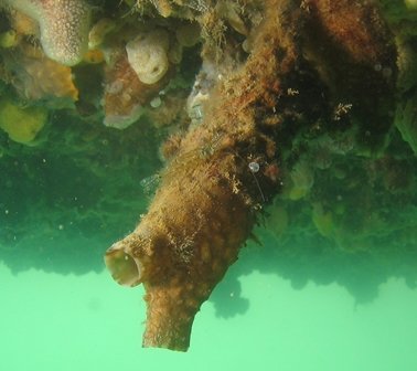 Clubbed tunicate