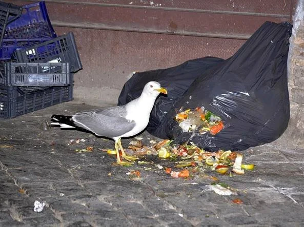 A come ABBANDONO (di Roma)
