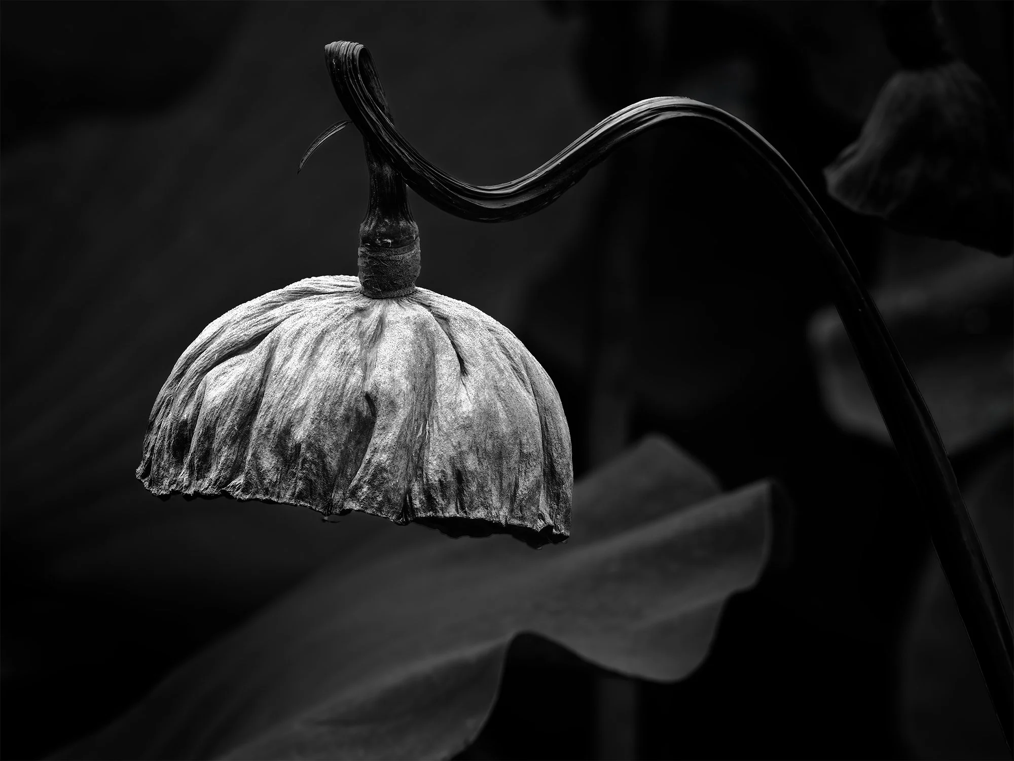 dropping-seedpod-new.jpg