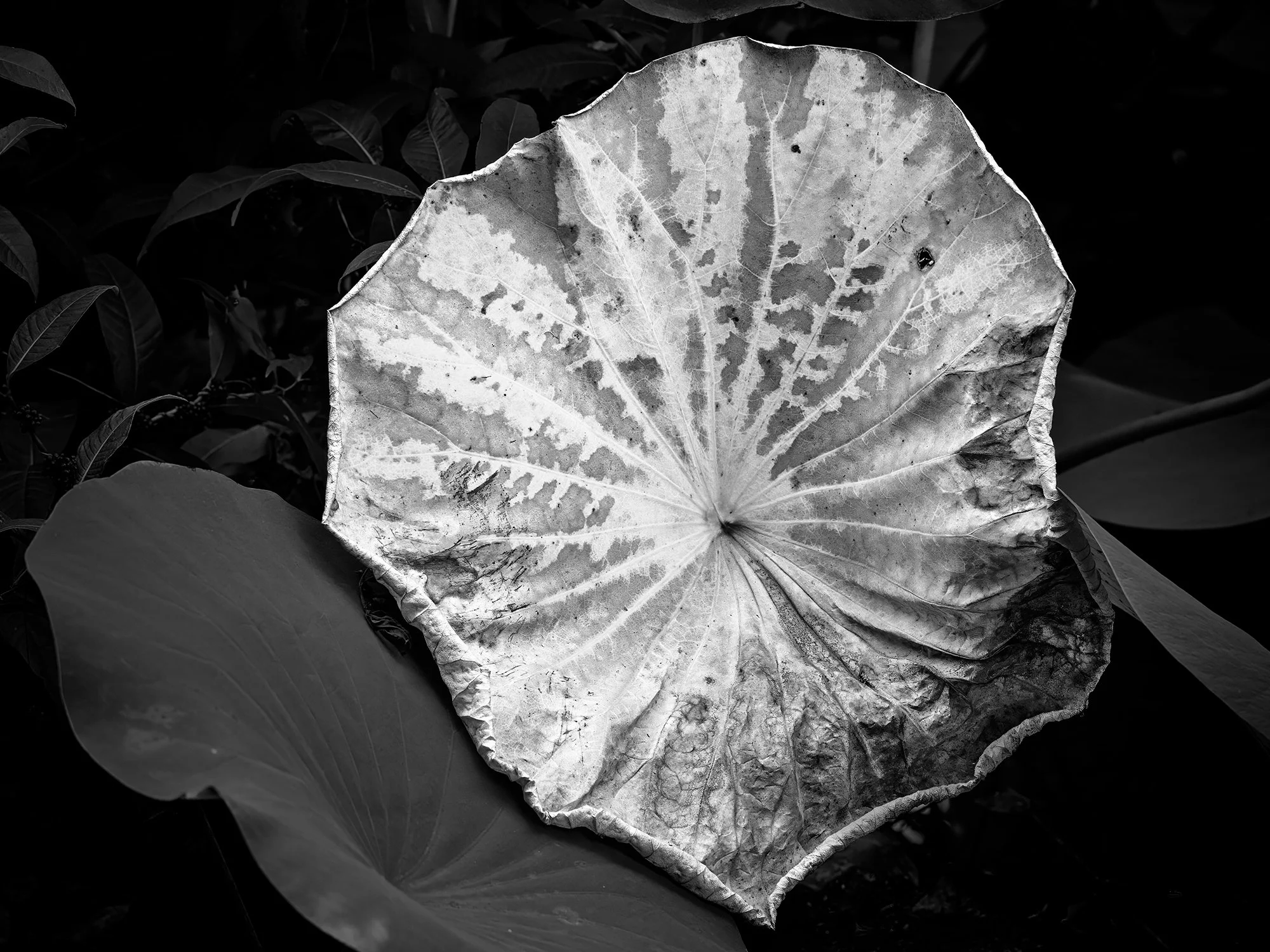 fading-leaf-2-new-4x3.jpg