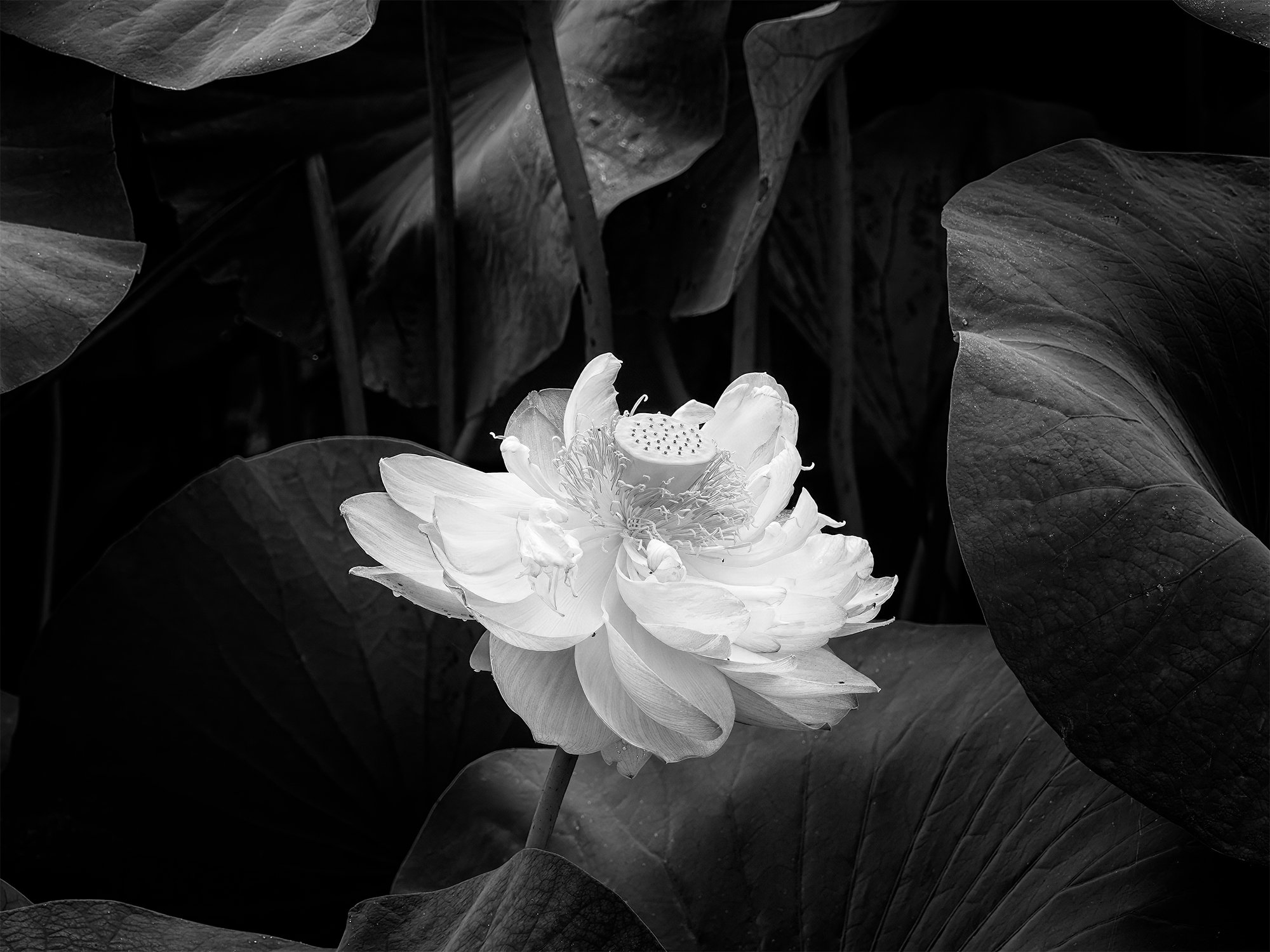open-blossom-7-bw copy.jpg