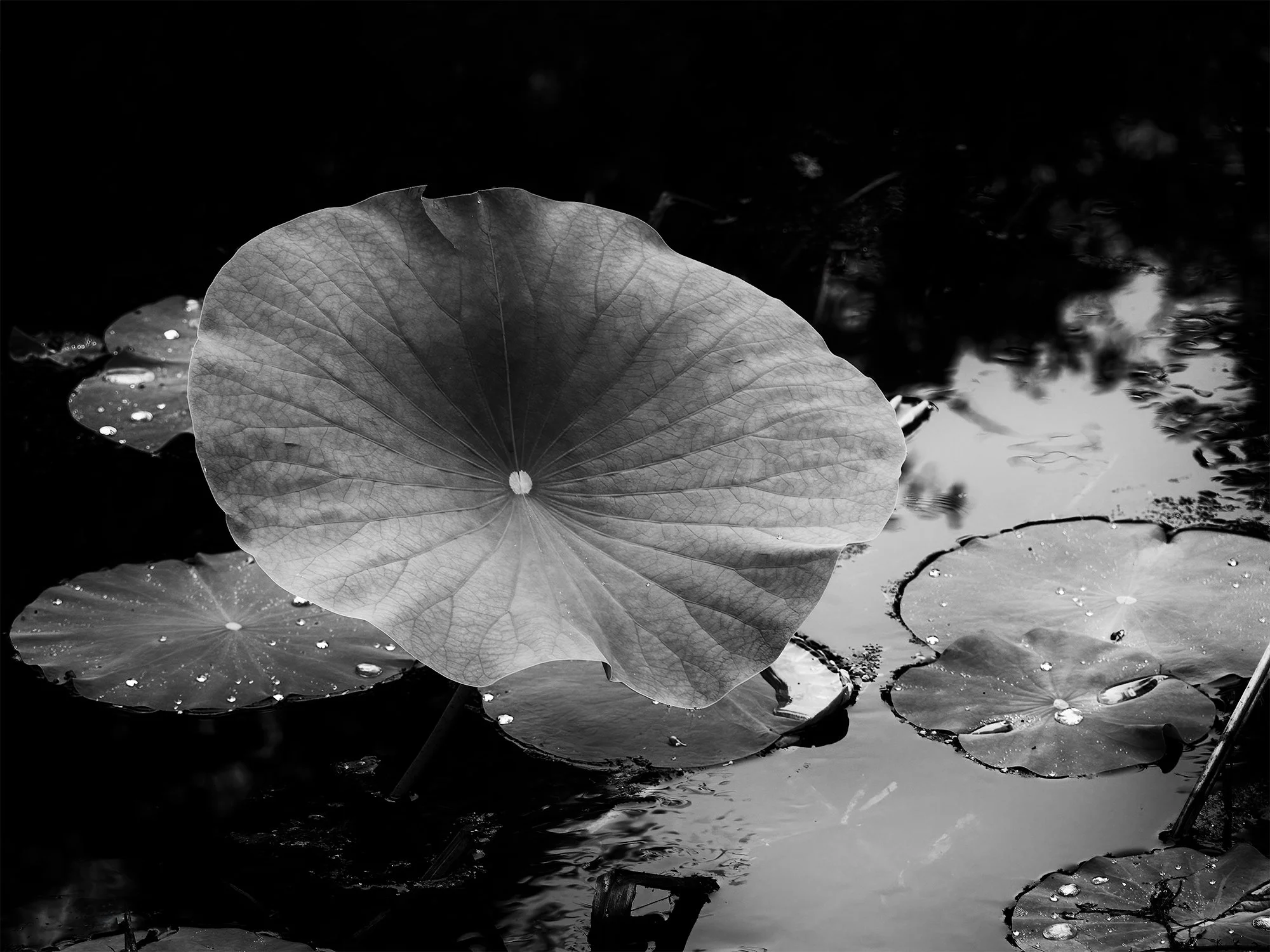 rising-leaf-1 copy.jpg