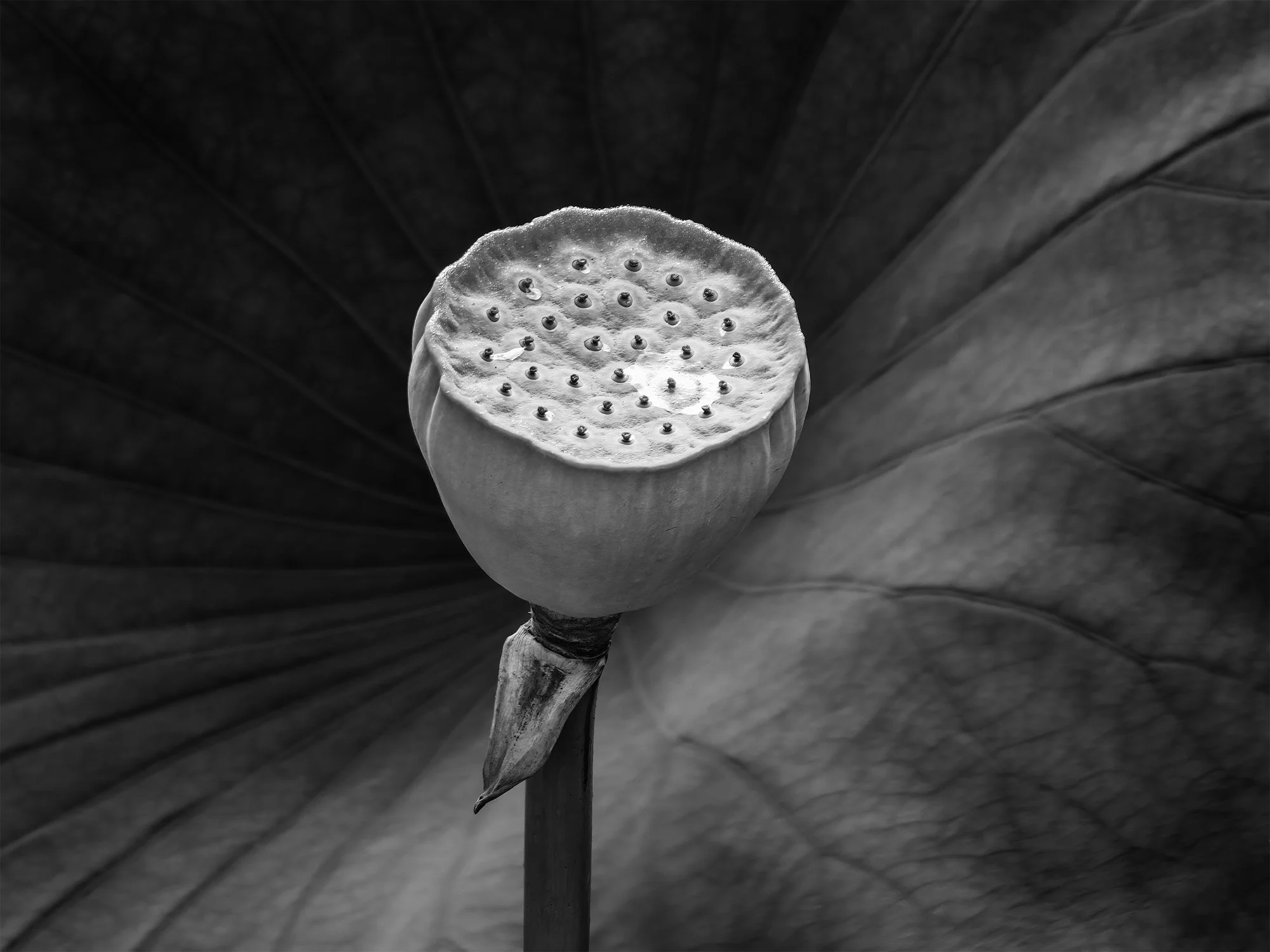 seed-pod-final-11-16.jpg