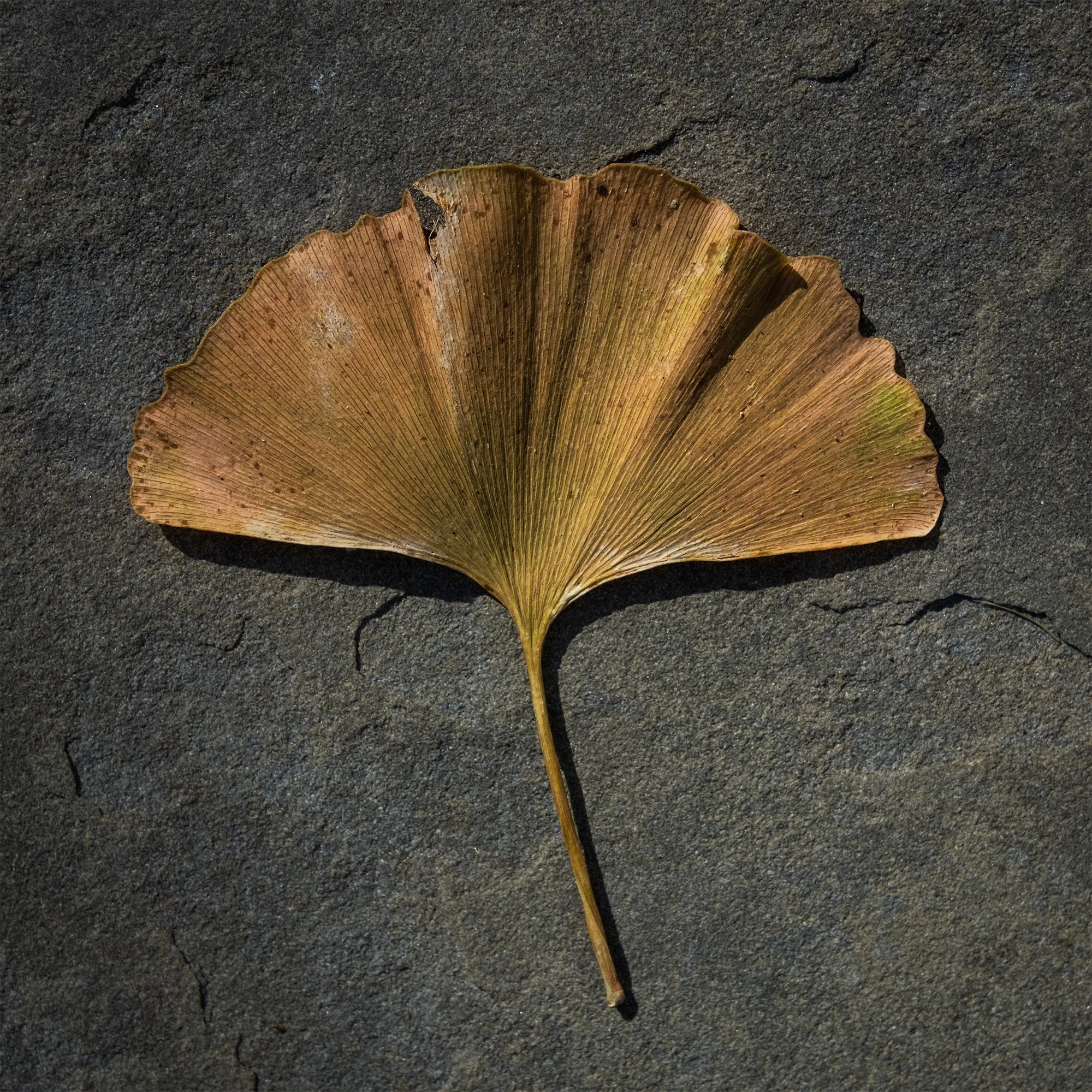 ginkgo-leaf.jpg