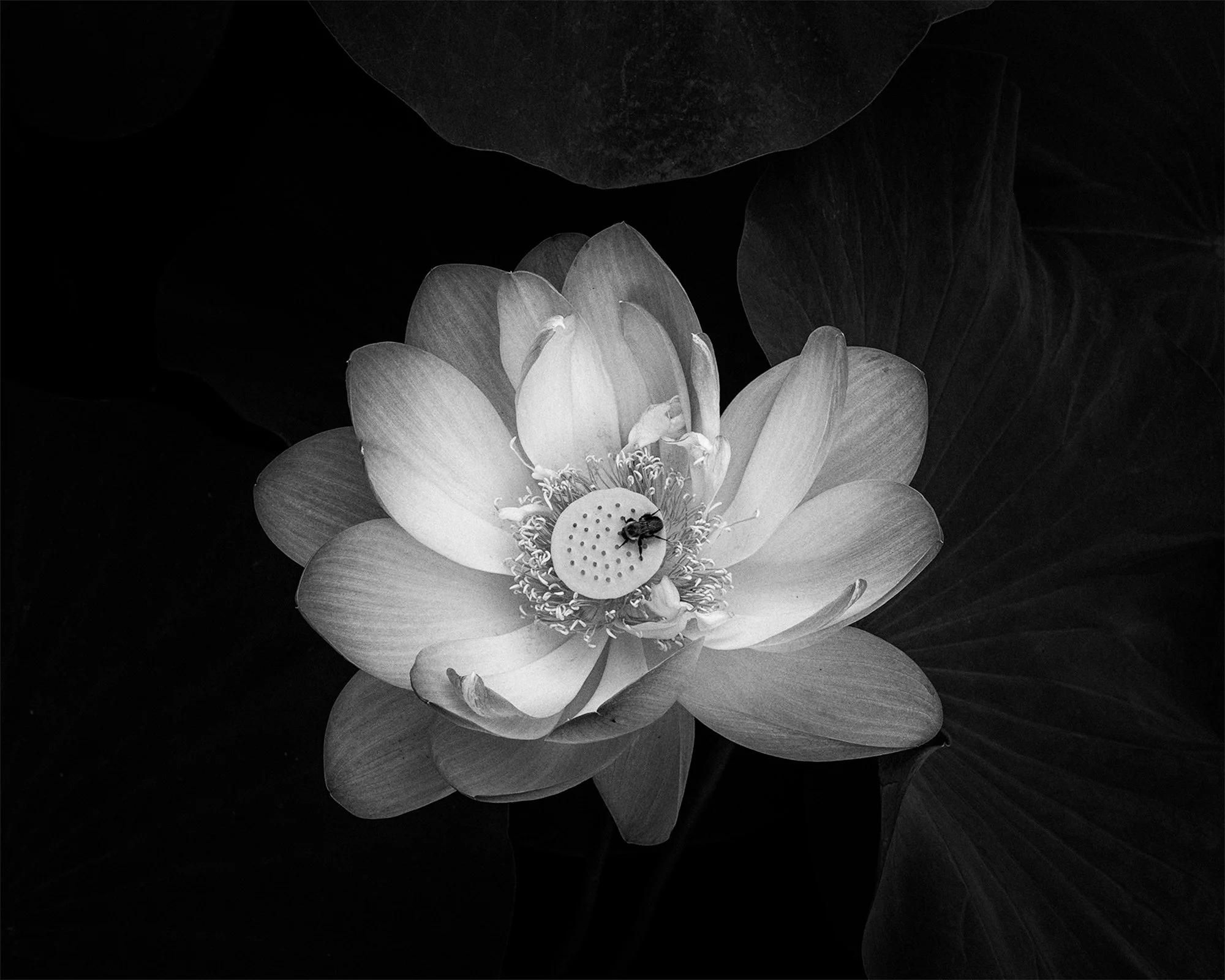 LOTUS POND