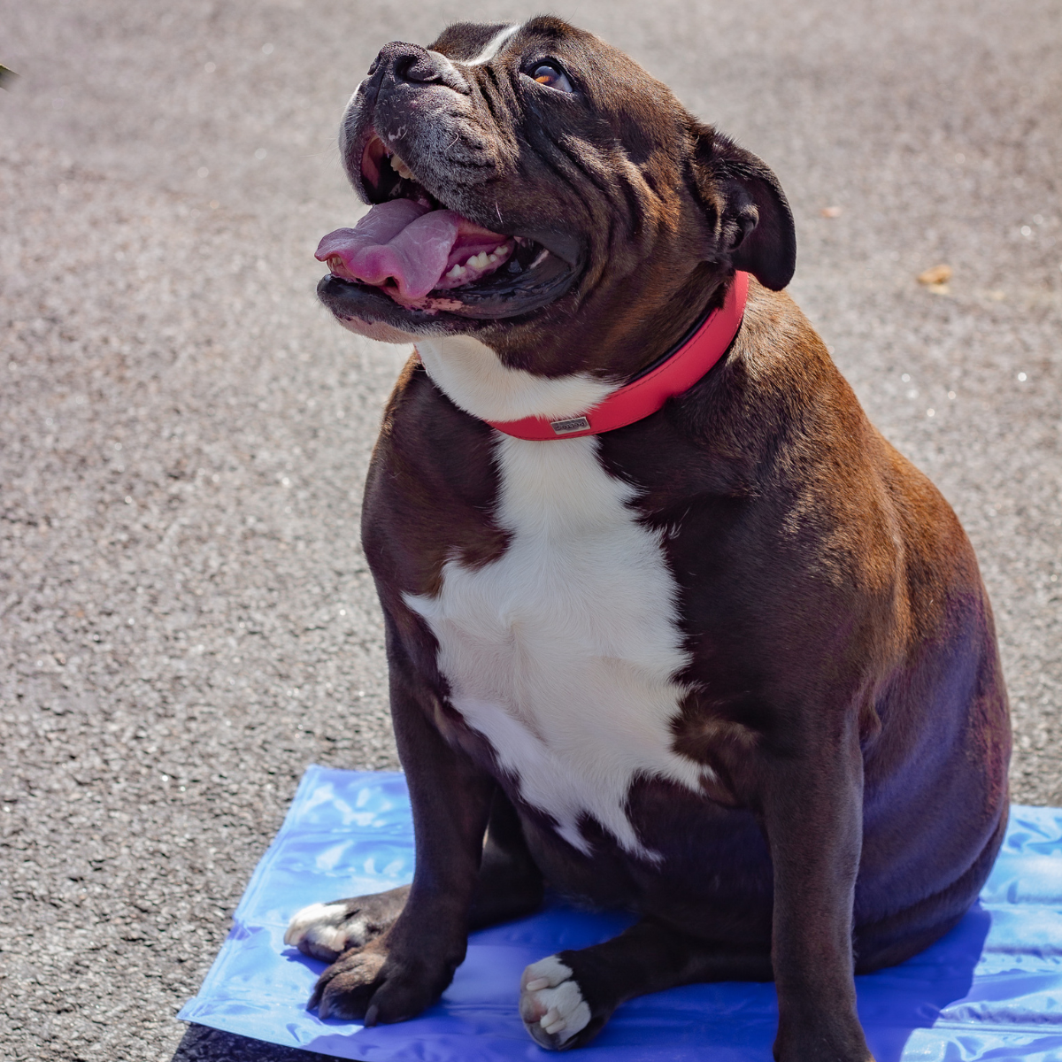 Heatwaves, Homelessness and Pets: Why We Need a More Inclusive Approach 