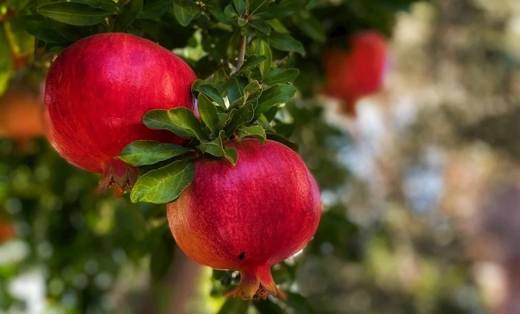 10 Things You May Not Know About Pomegranates — Wild & Fine