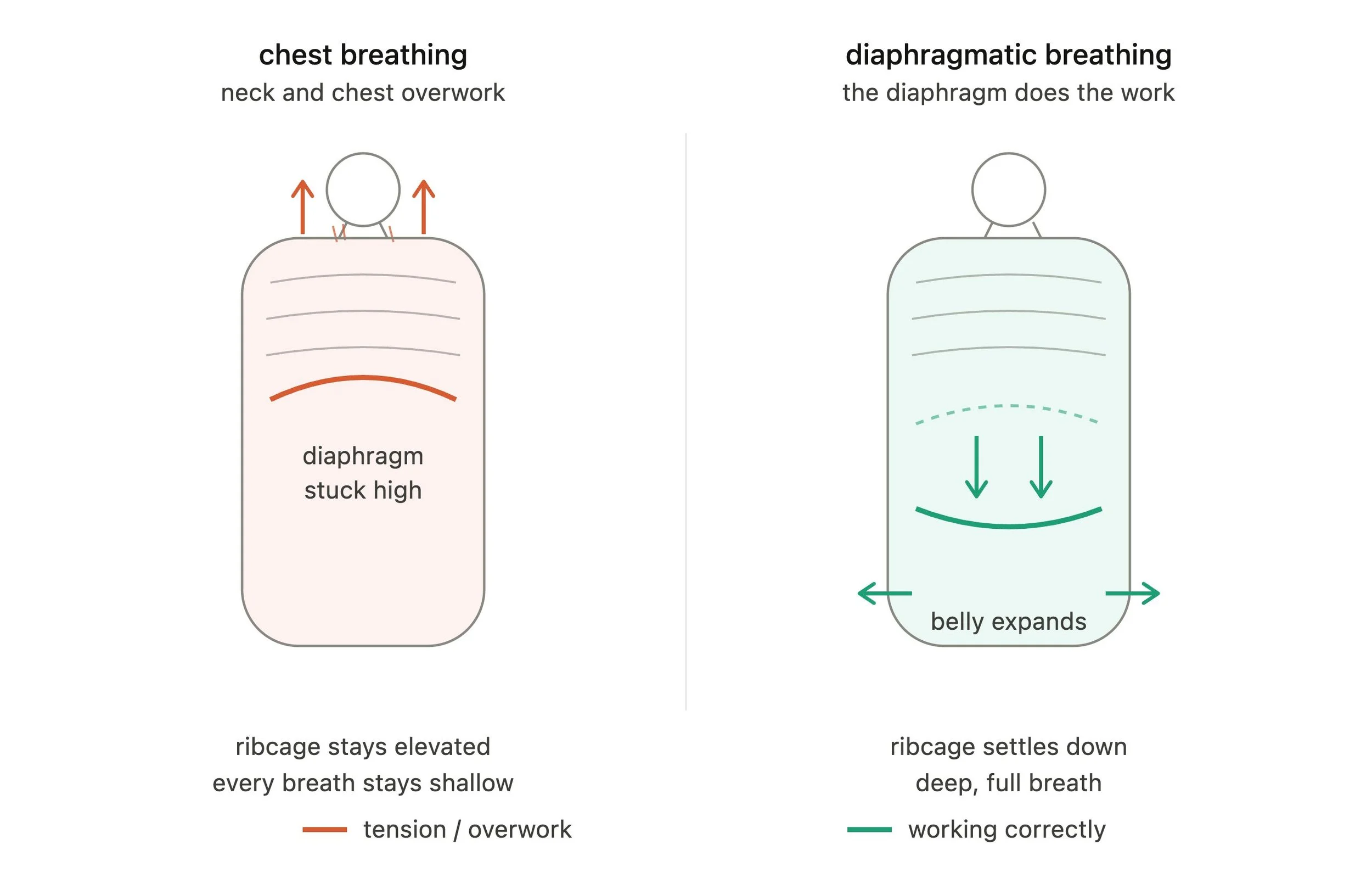 chest vs diaphragmatic breathing Diagram