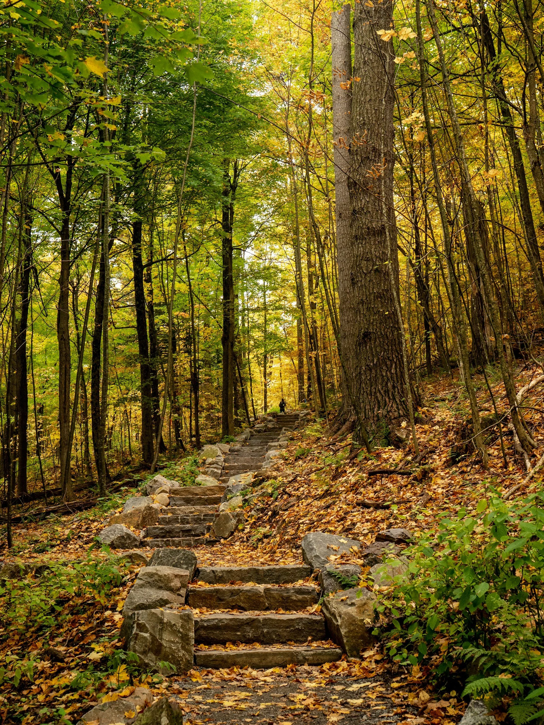 Chiropractic + Physical Therapy for Stenosis: Getting Back to Hiking