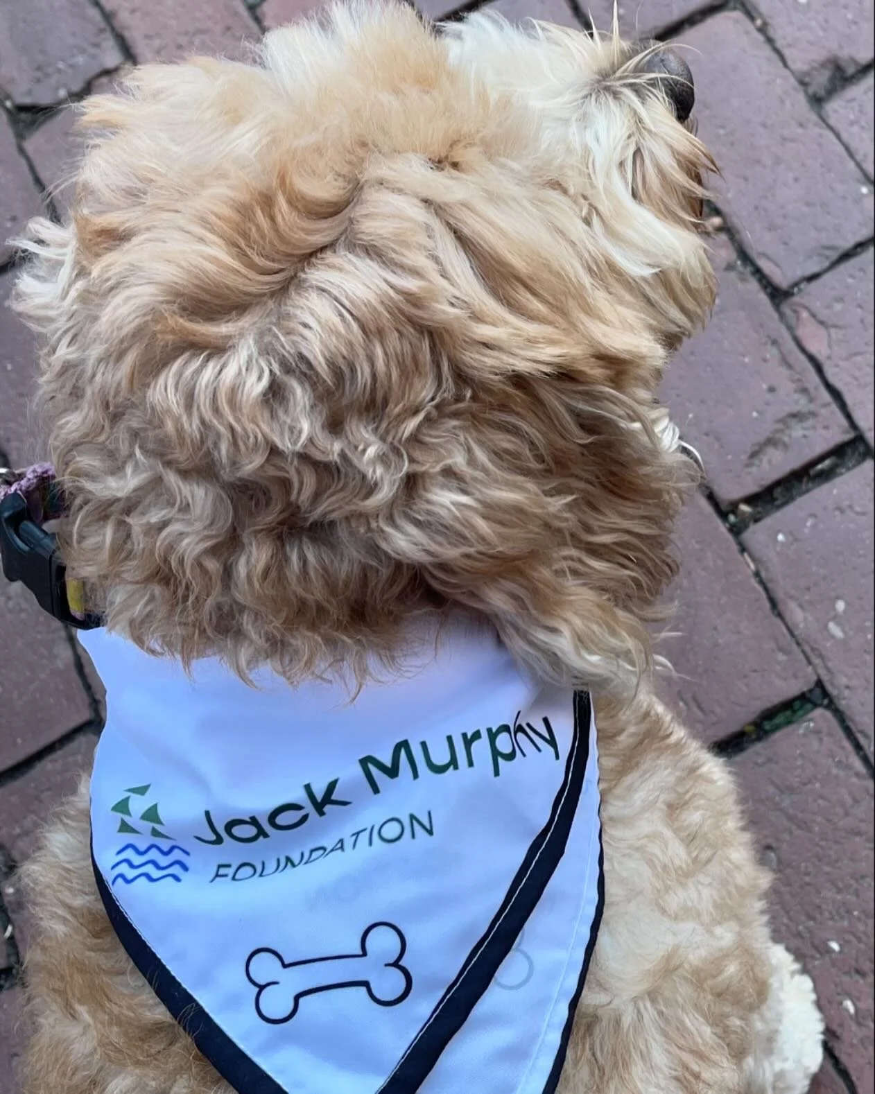 Shelby Murphy is trying on her new Jack Murphy Foundation merch. #jackmurphyfoundation #jmffitness2024