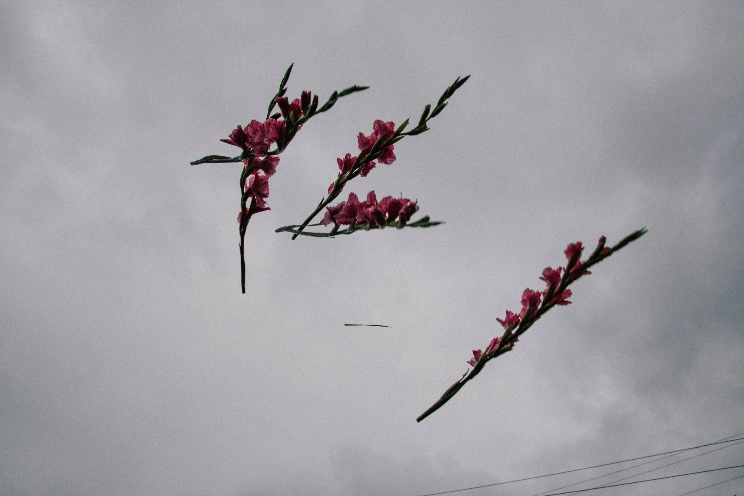 flowers-2.jpg