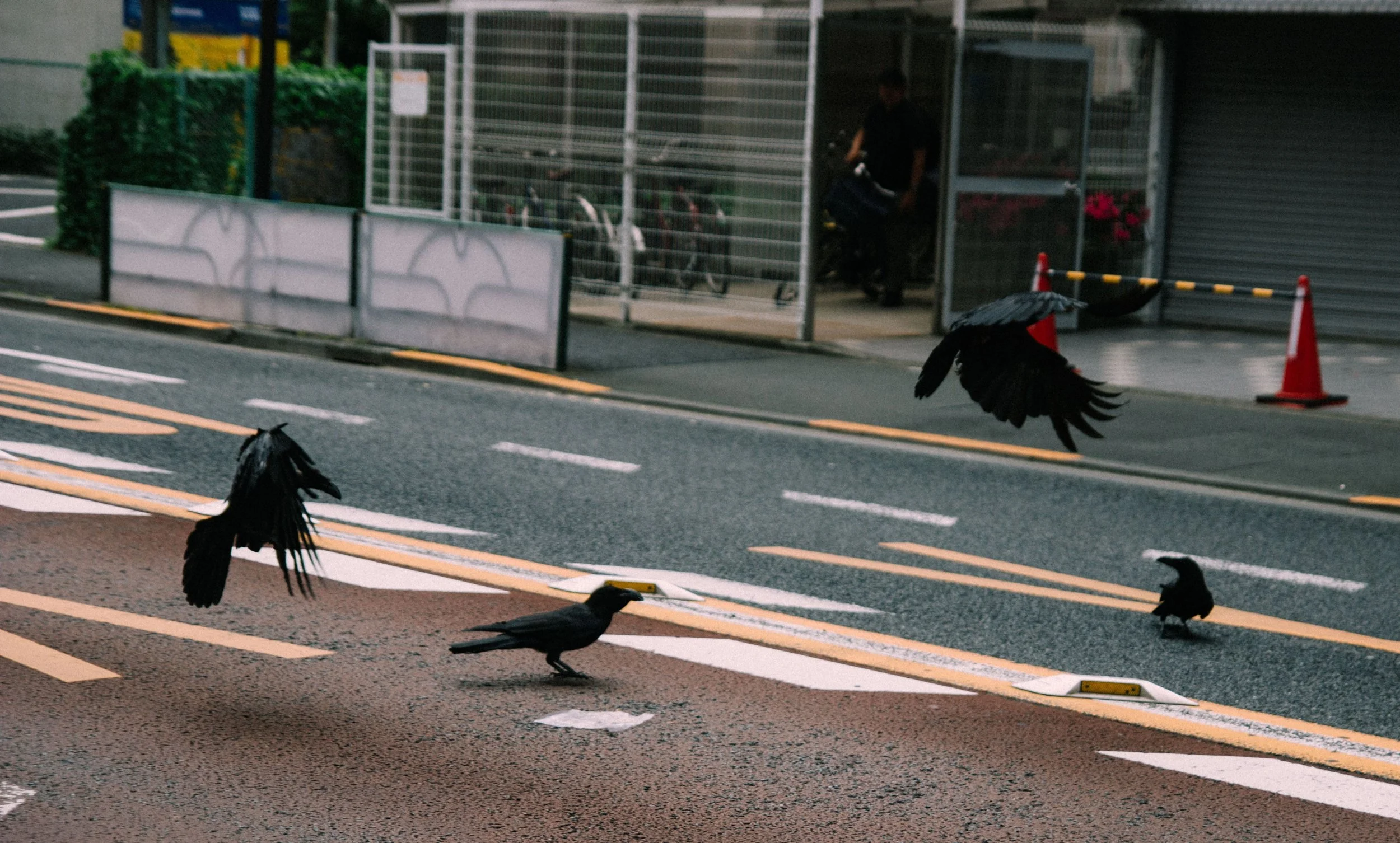 japan-jrb-crows.jpeg