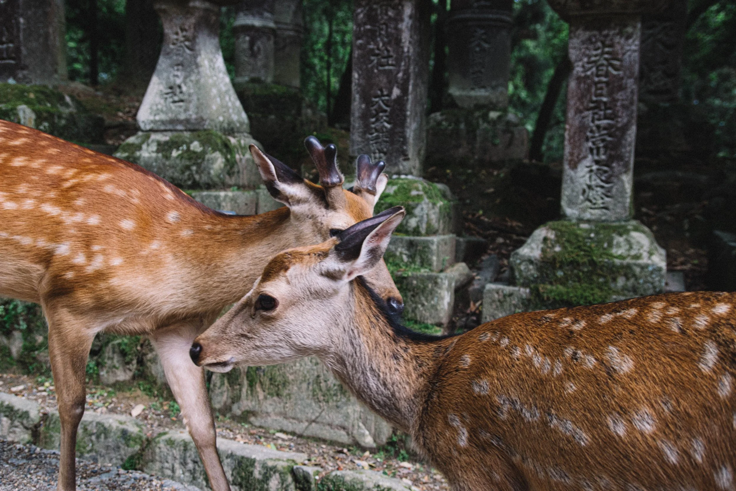 kyoto-5.jpg