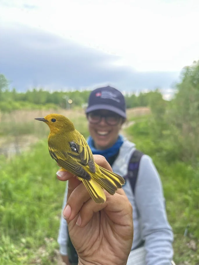 Warbler1_2025.jpg