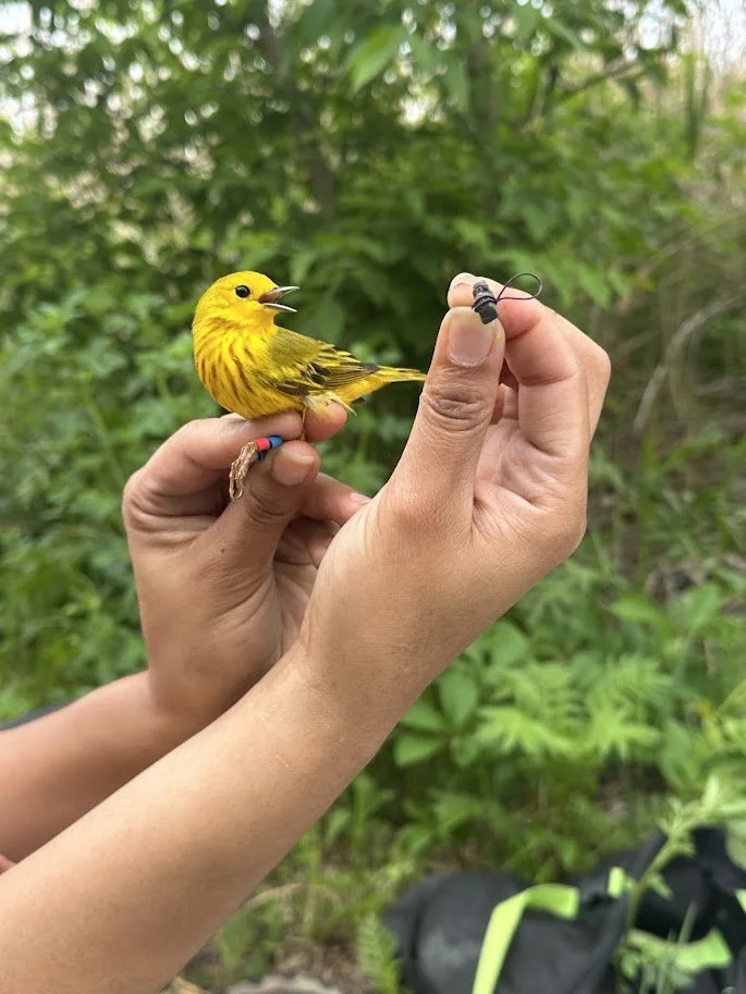 Warbler2_2025.jpg