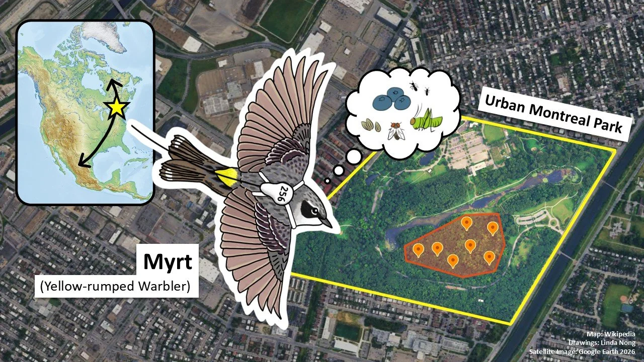 Congratulations to Linda - winner of the McGill 3 Minute Thesis Competition 