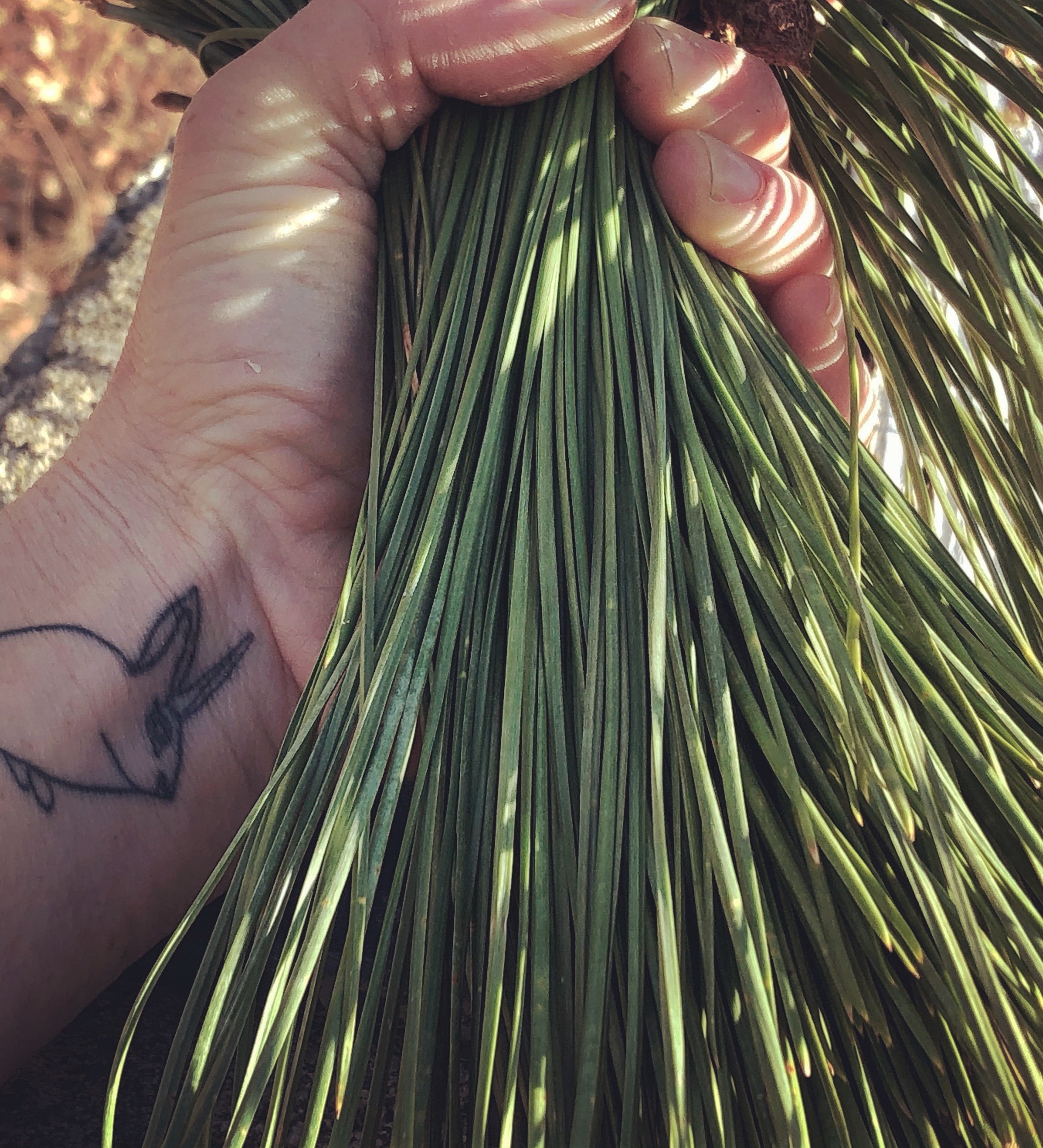 Ecotopia Botanicals harvest time in the Cascade Mountains.