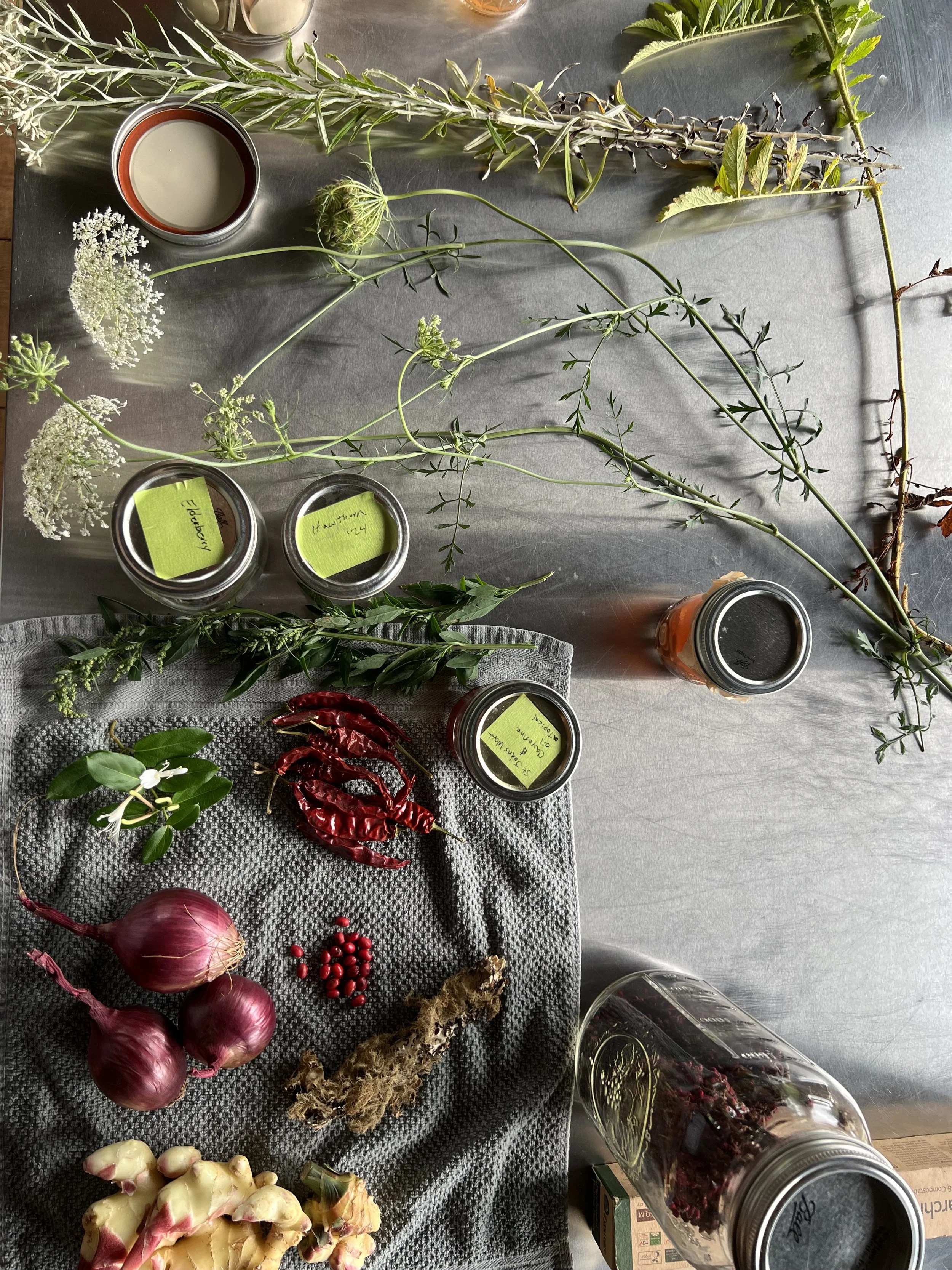 Bioregional Folk Herbalism with Caleb Arnold of EverWilder