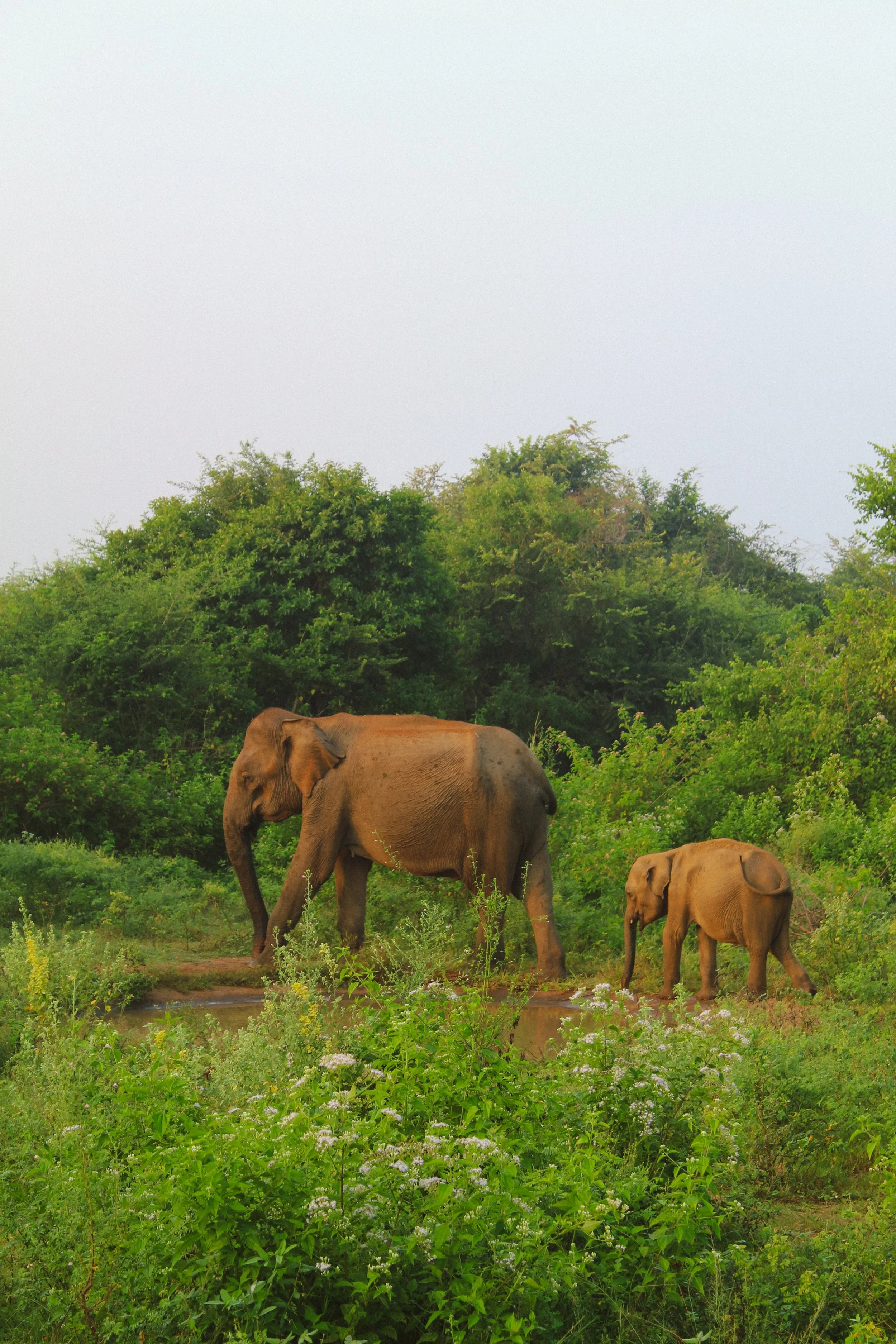 SRI LANKA | 12th ~ 19th FEBRUARY 2027