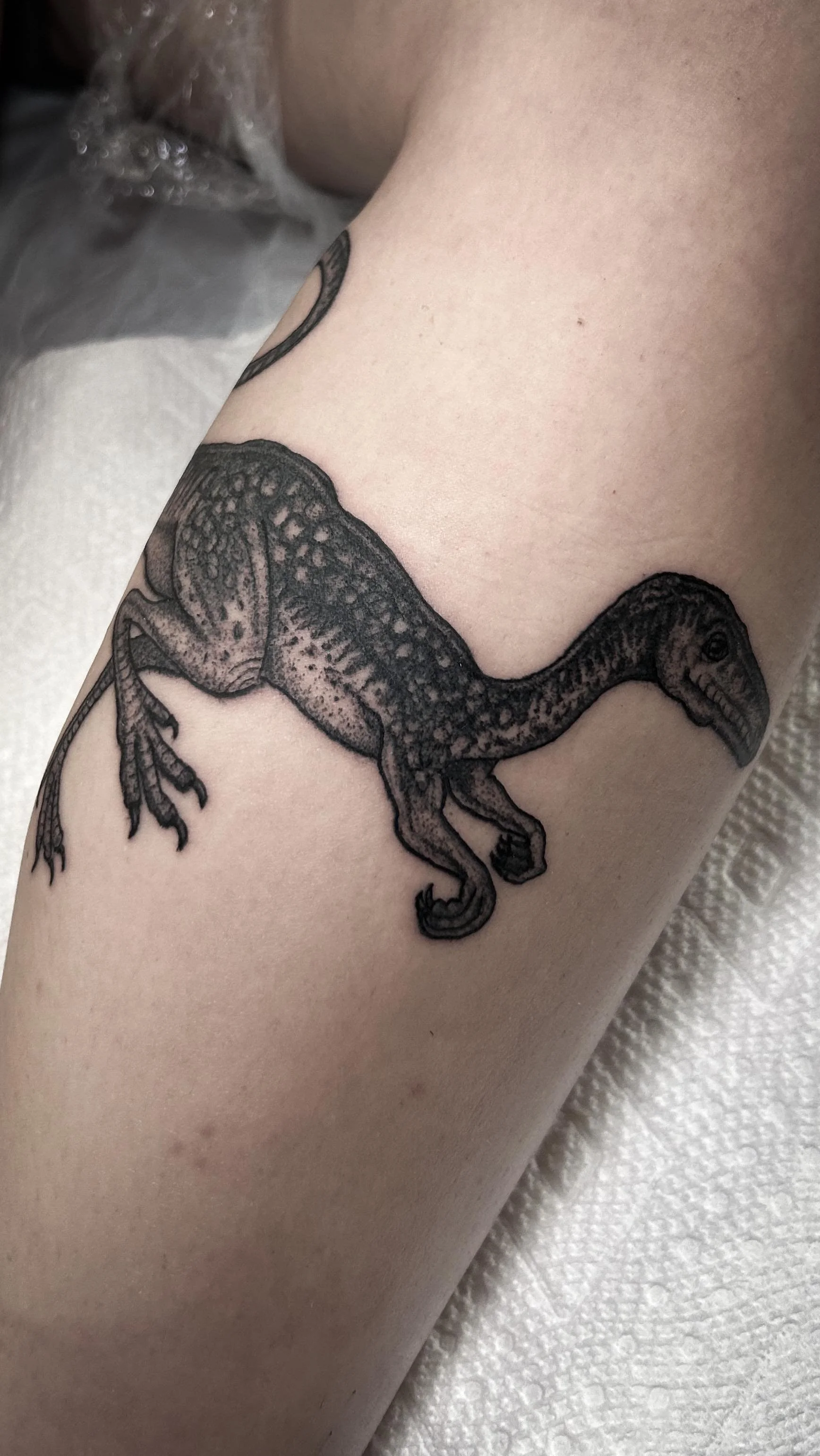 Procompsognathus means “before elegant jaw” (I’ll say, yeeessshhh) and was a venomous scavenger featured in Jurassic Park. A huge thank you to Gracie for letting me tattoo her during her trip from FL to CO. I’ve been tattooing