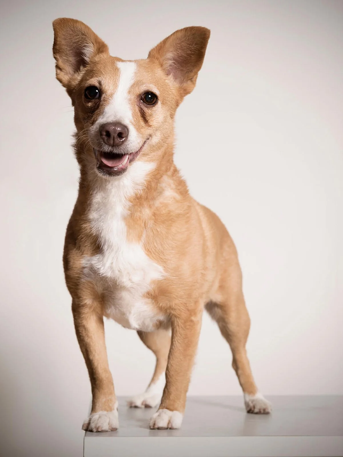 A small tan and white dog with perky ears standing on a white surface, looking at the camera.