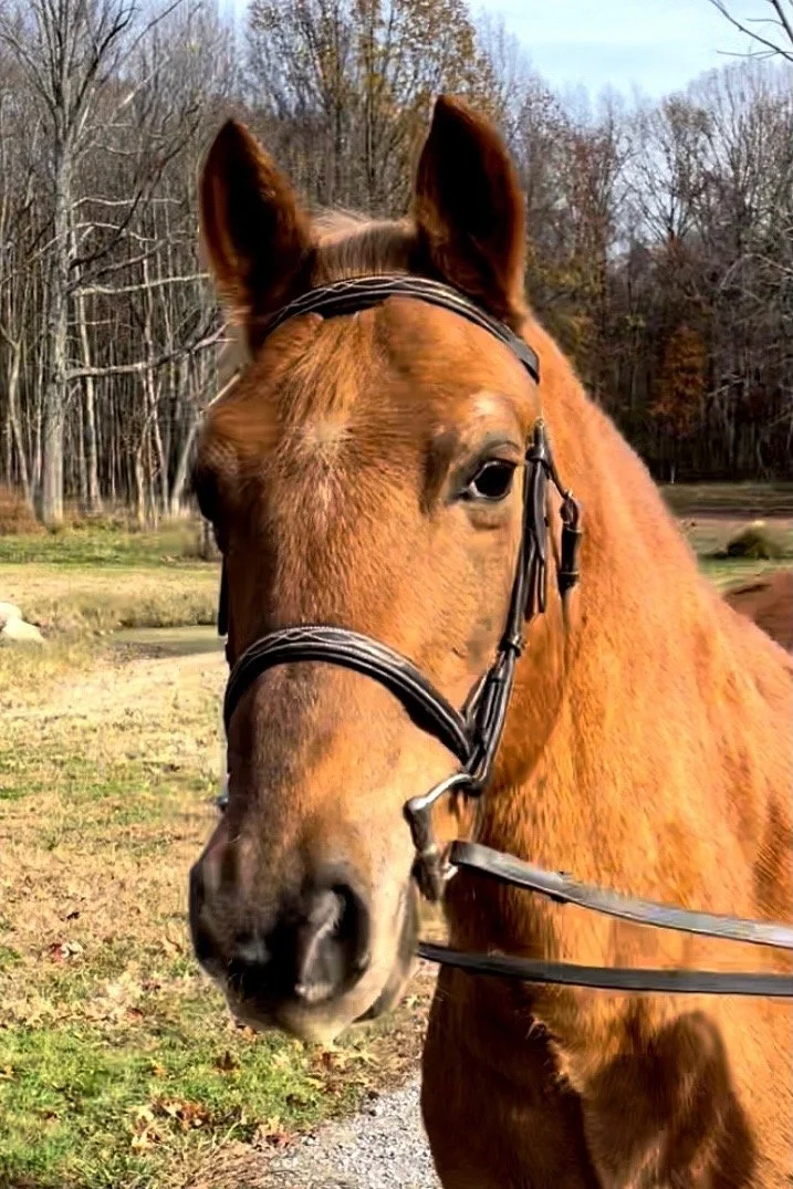 Horses — Aspiring Equestrian