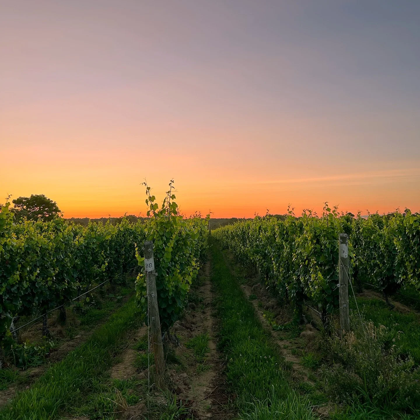 Wine Dinner