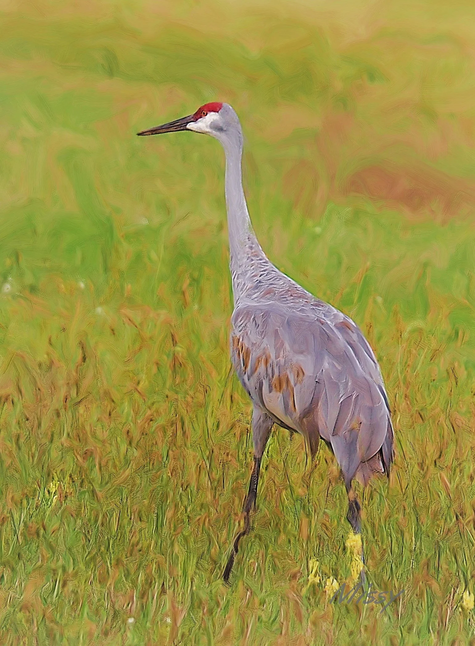 3 Sandhill Crane right face oil jpeg left (2).jpg